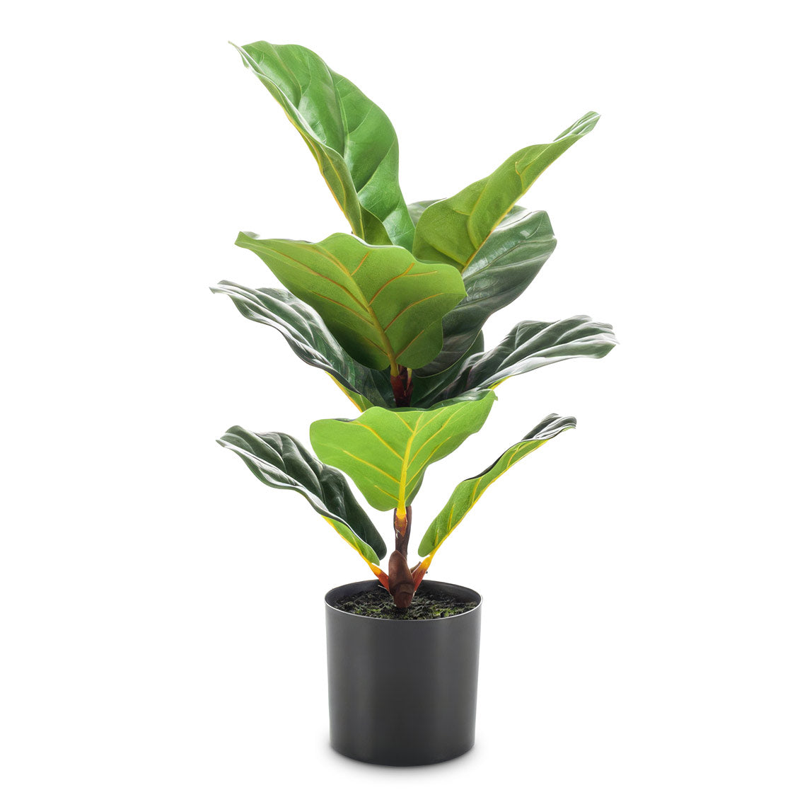 Ficus lyrata - Mini Fiddle Leaf Fig - Potted - Artificial