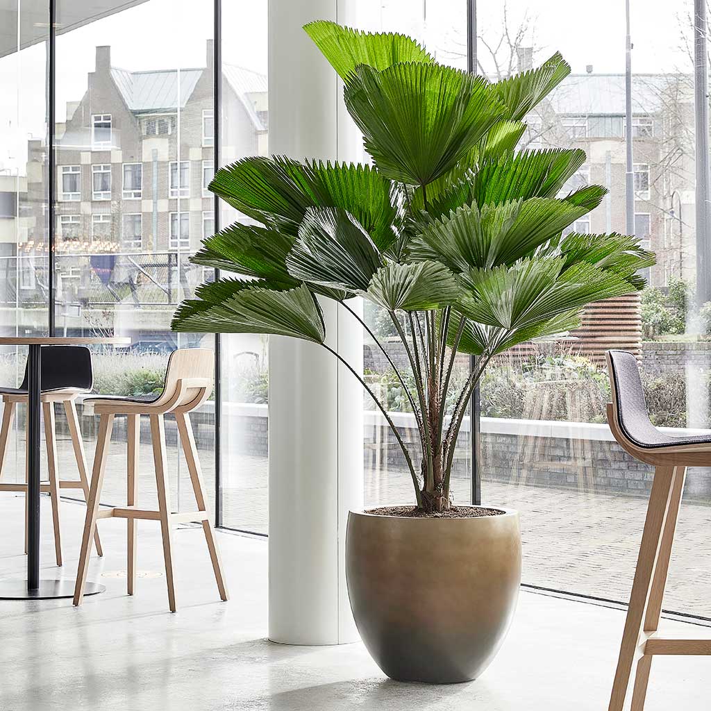 Gradient Balloon Planter - Large Plant Display