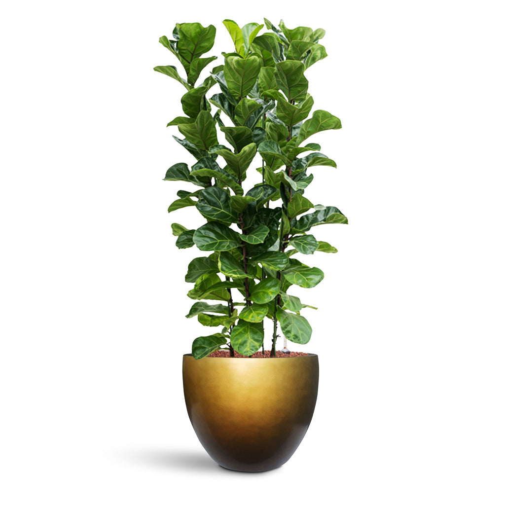 Gradient Couple Planter - XXL Plant Display