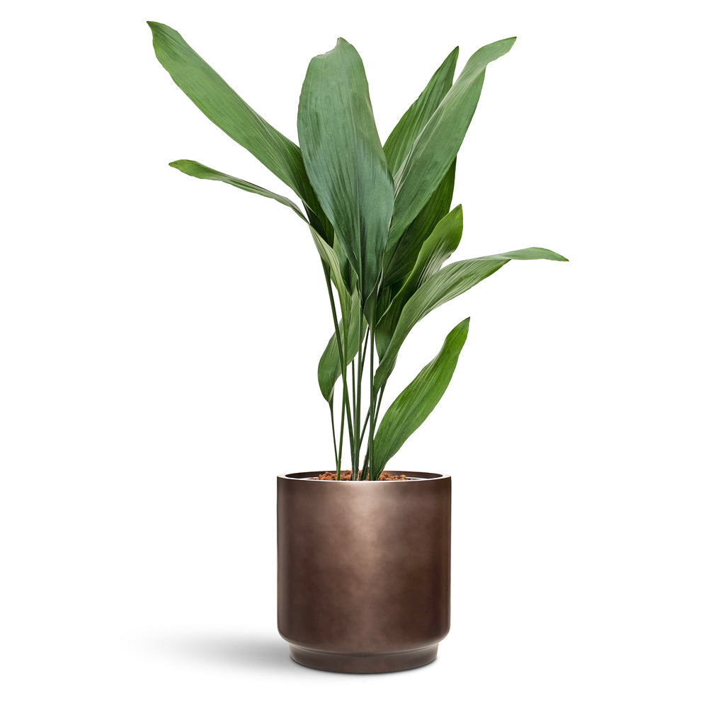 Gradient Cylinder Planter - Medium Plant Display