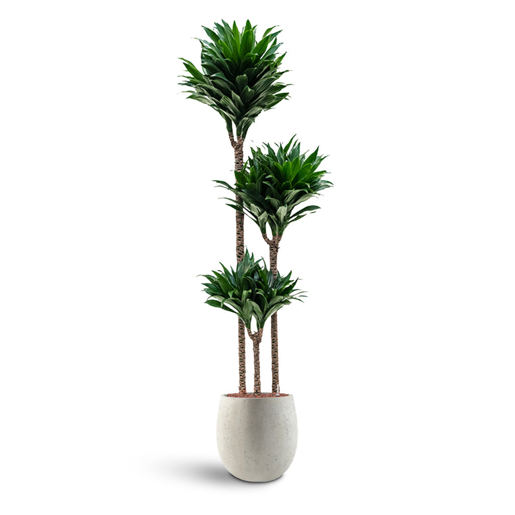 Grigio Balloon - XL Plant Display