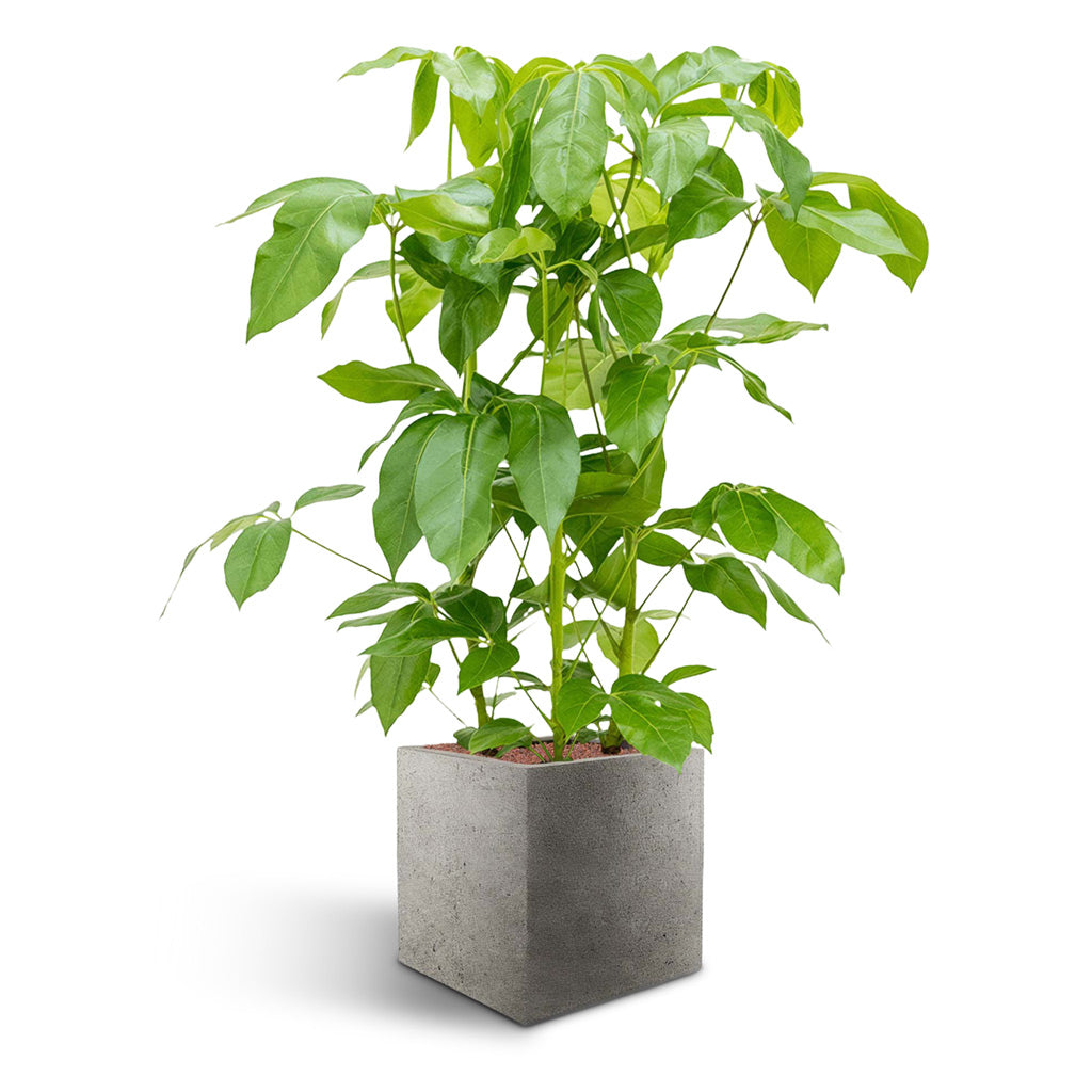 Grigio Cube Planter - XL Plant Display