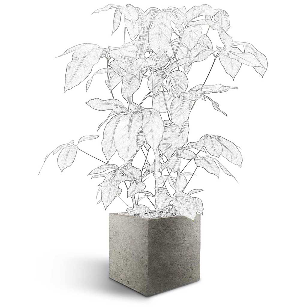 Grigio Cube Planter - Large Plant Display