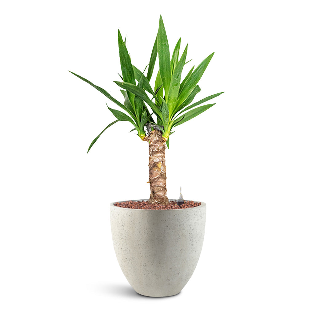 Grigio Egg Pot - XL Plant Display