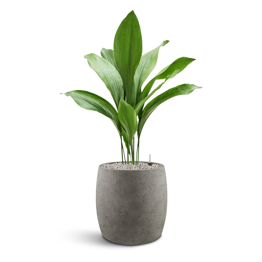 Grigio Modern Planter - Large Plant Display