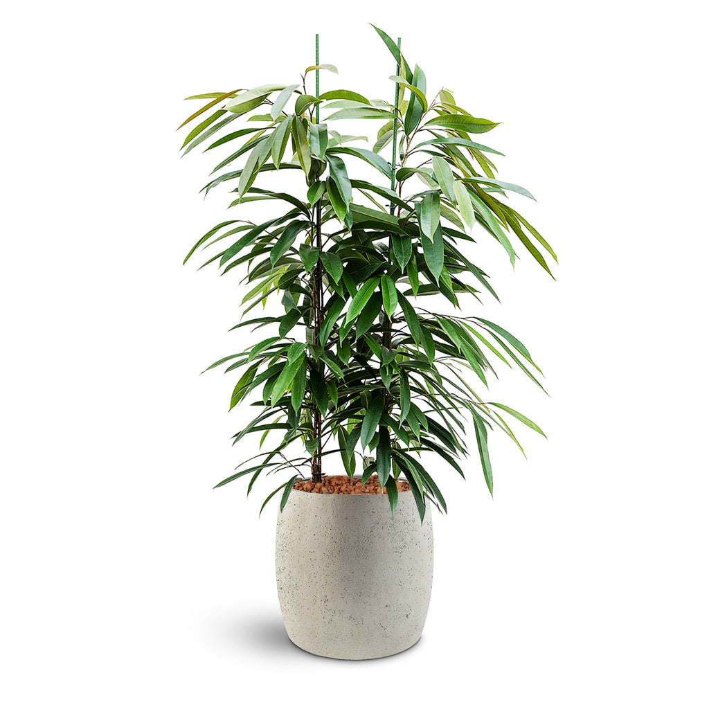 Grigio Modern Planter - Large Plant Display