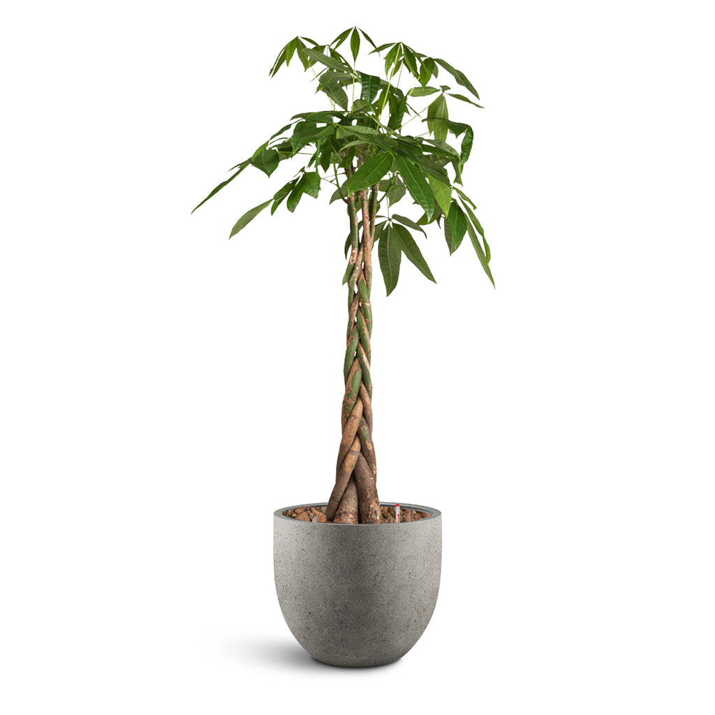Grigio New Egg Pot - XL Plant Display