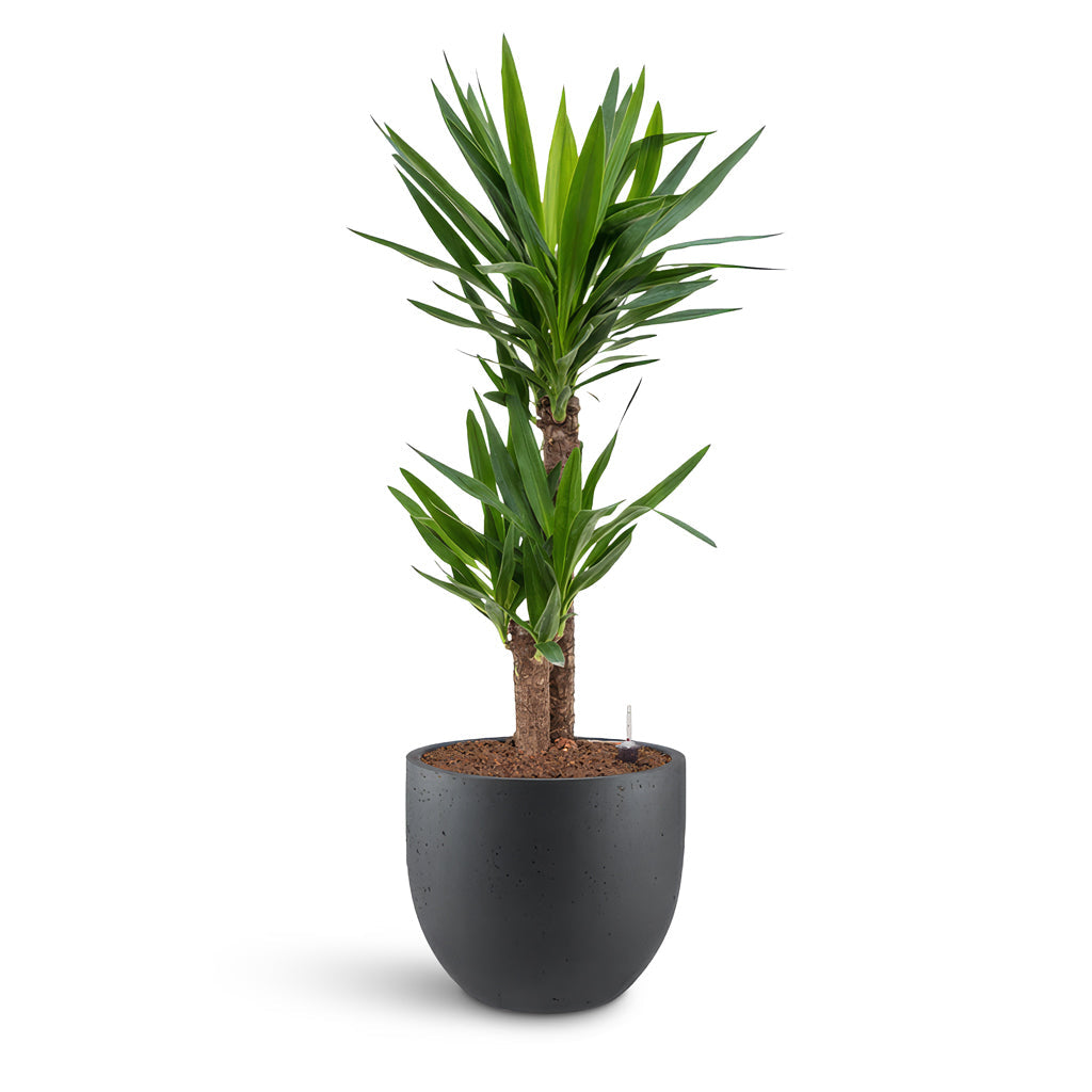 Grigio New Egg Pot - XL Plant Display