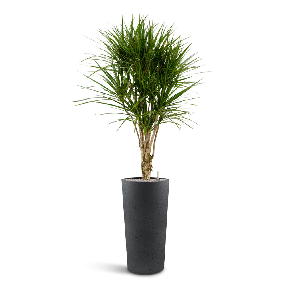 Grigio Tall Partner Planter - Large Plant Display