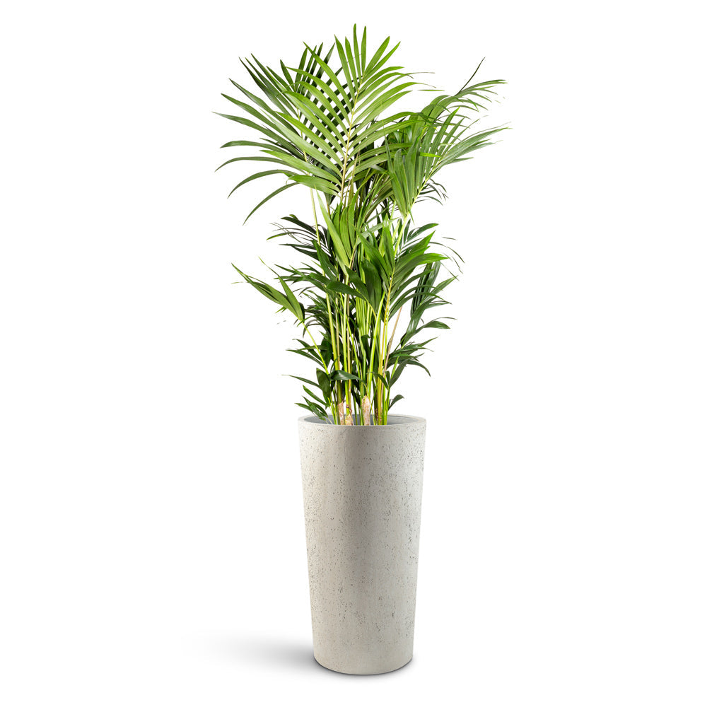Grigio Tall Partner Planter - XL Plant Display