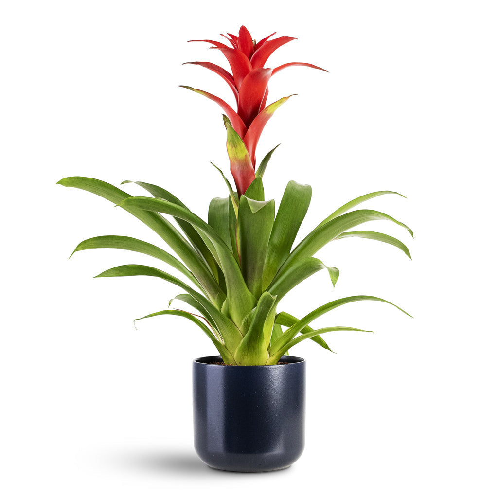 Lisbon Plant Pot - French Navy