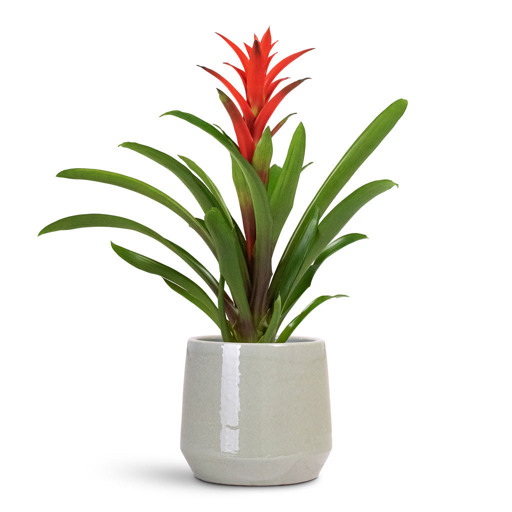 Common Plant Pot - Shiny Olive