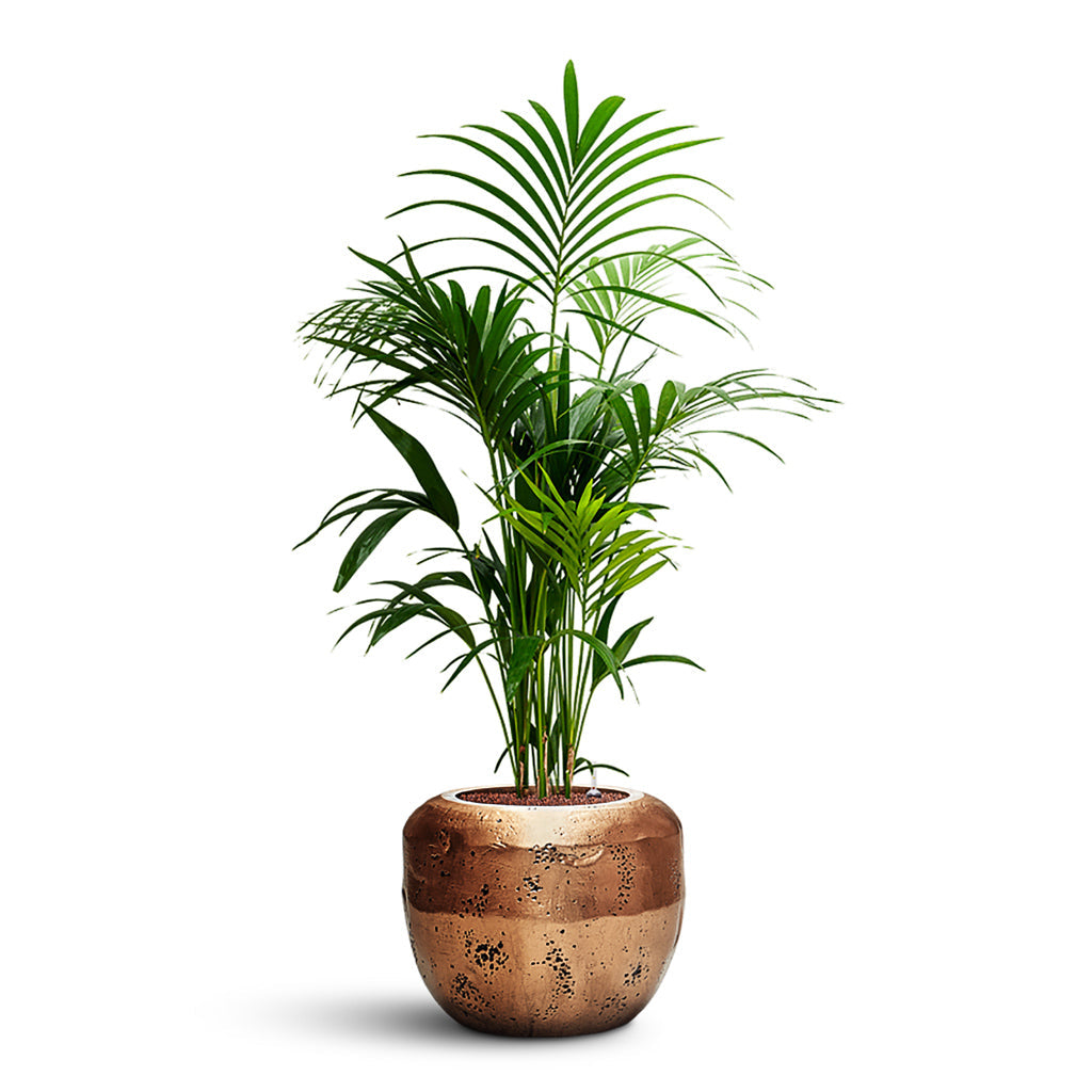 Opus Raw Couple Planter - Large Plant Display