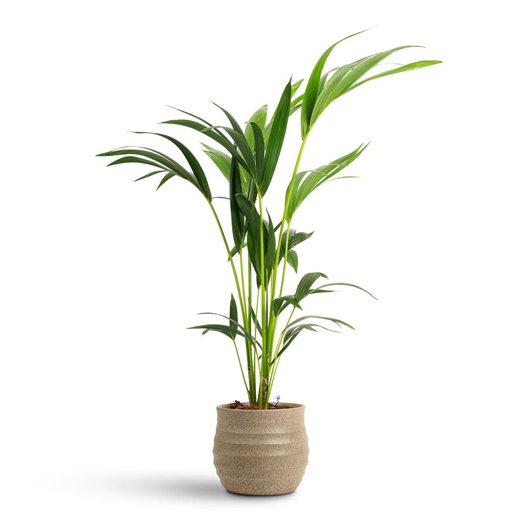 Devon Plant Pot - Beige Honeycomb
