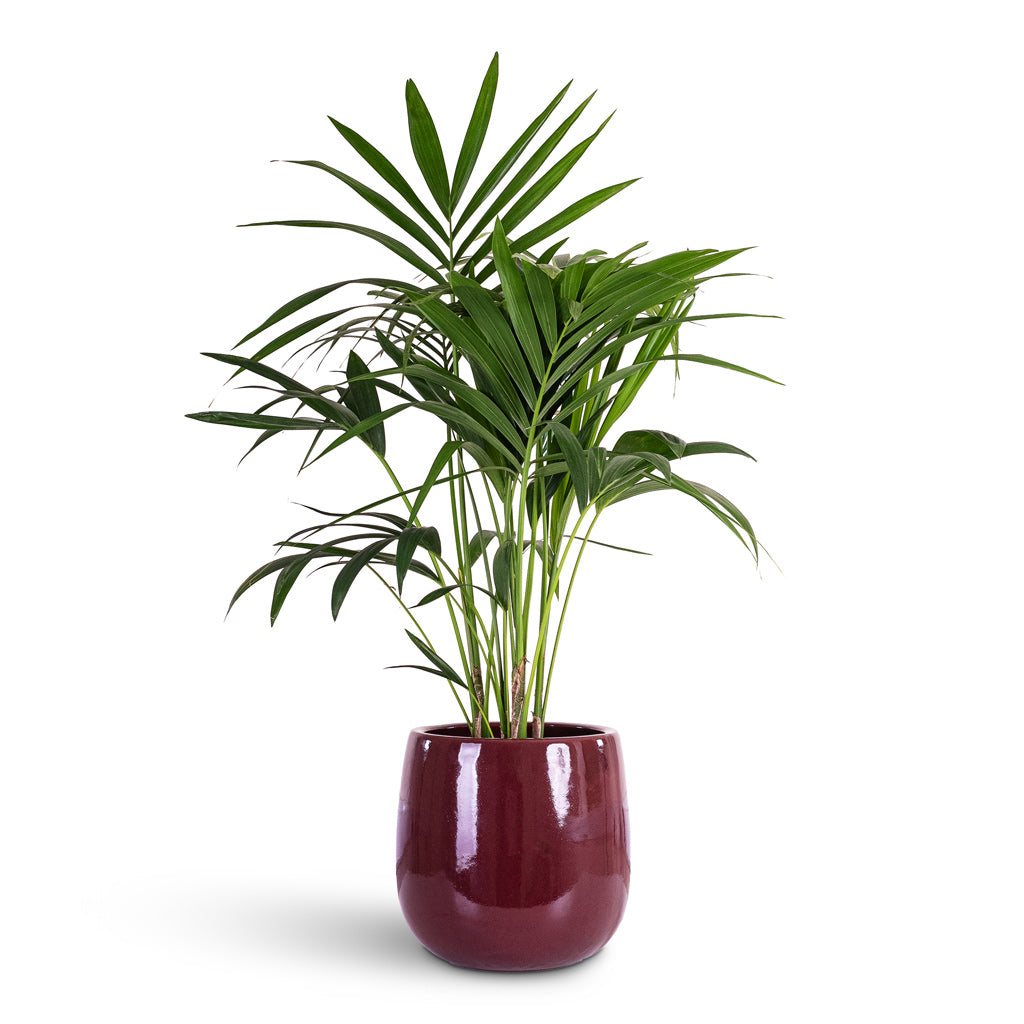 Aura Balloon Planter - Mauve
