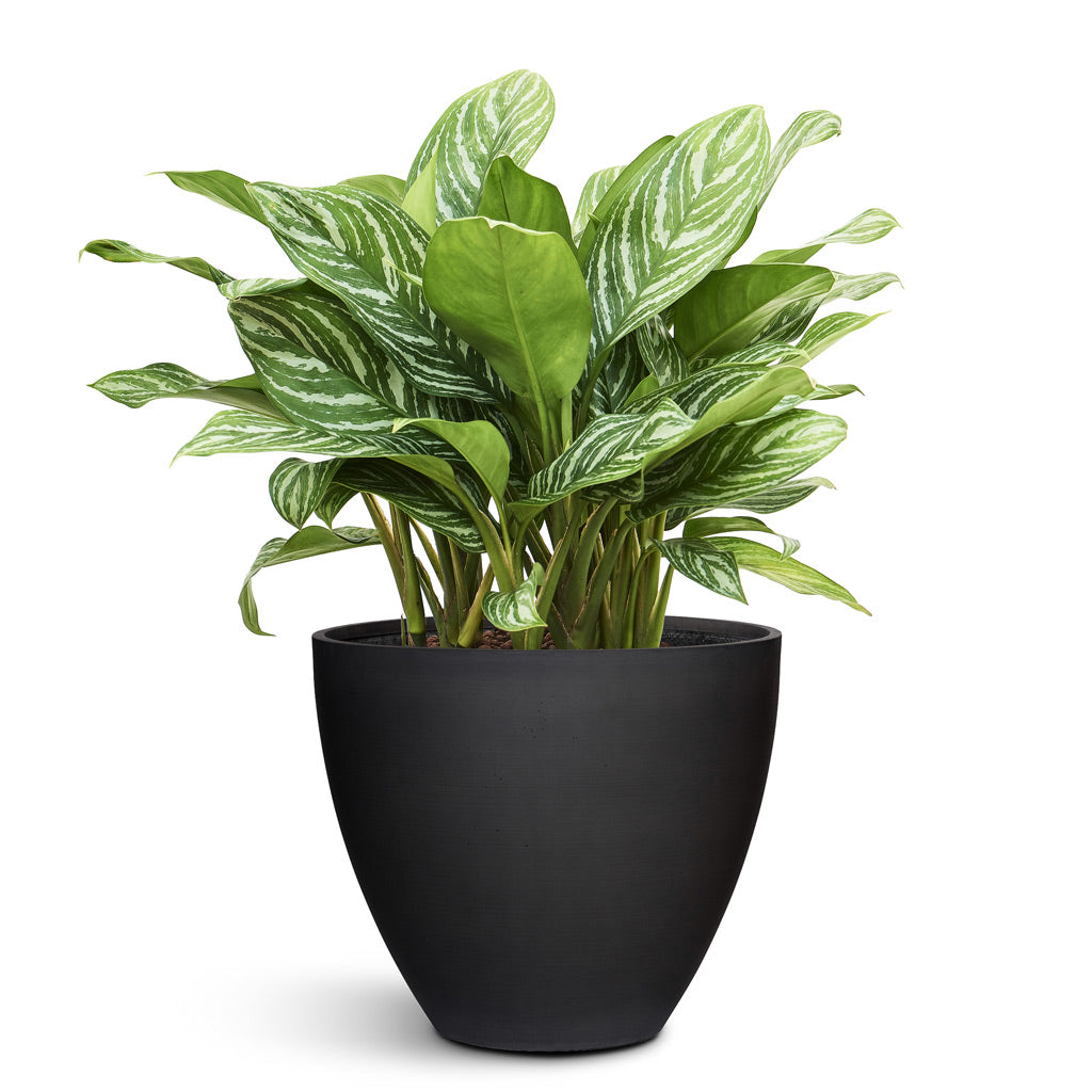 Jesslyn Natural Planter - XL Plant Display