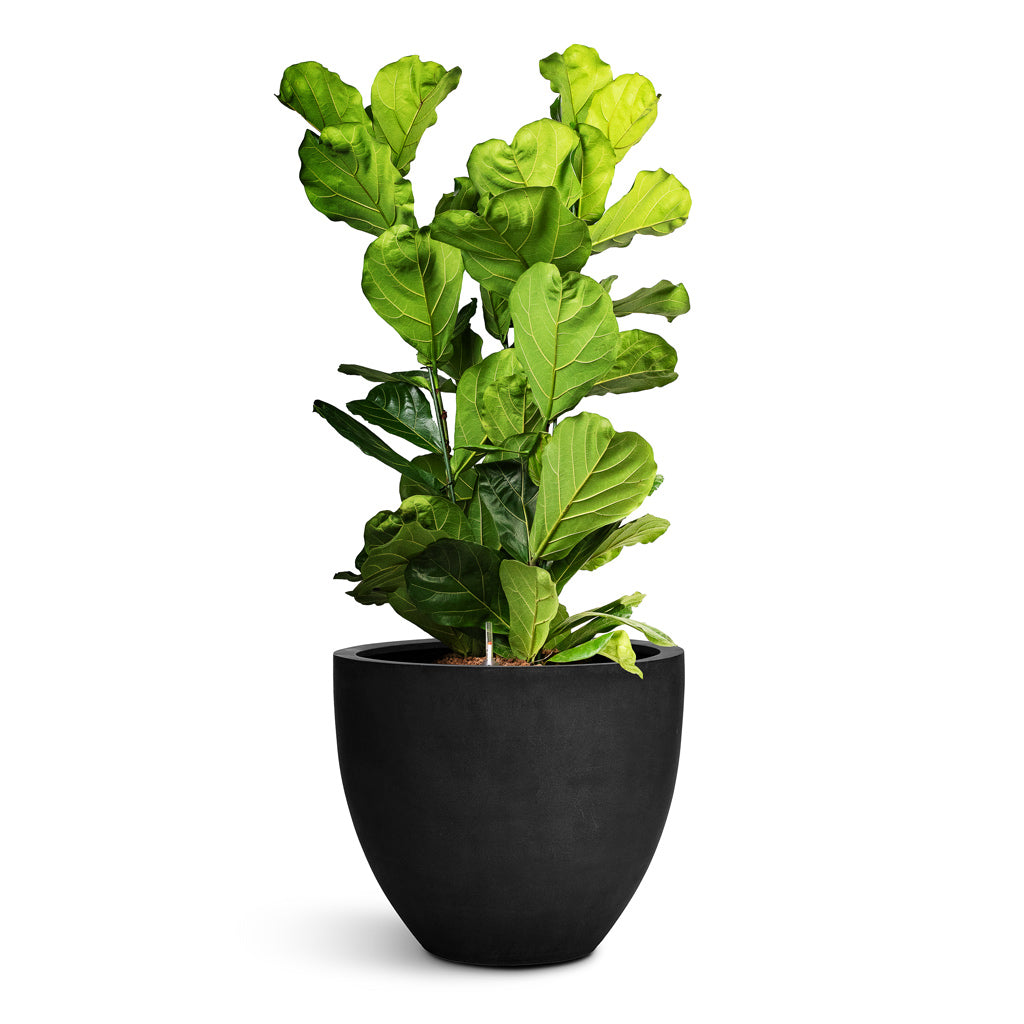 Jesslyn Natural Planter - Large Plant Display