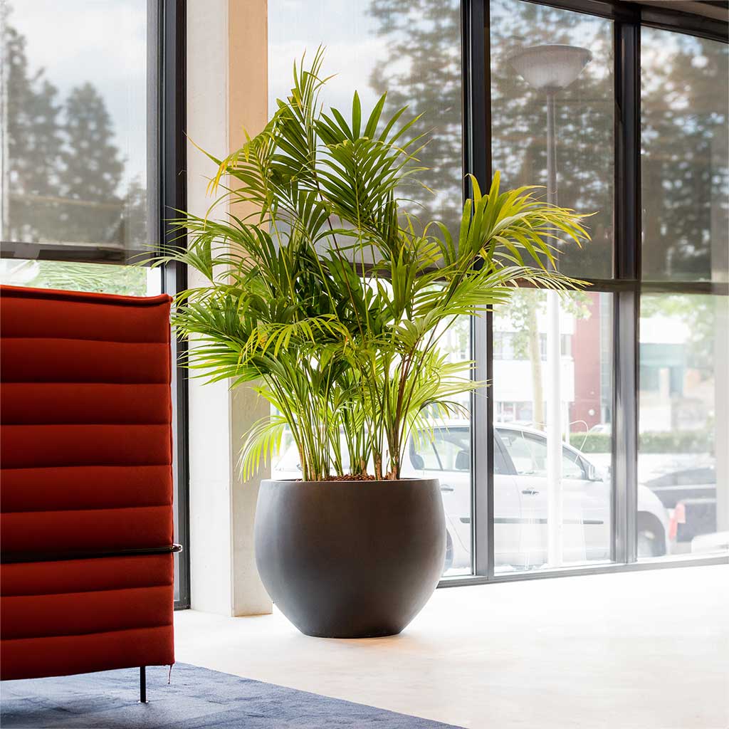 Orb Natural Planter - XL Plant Display