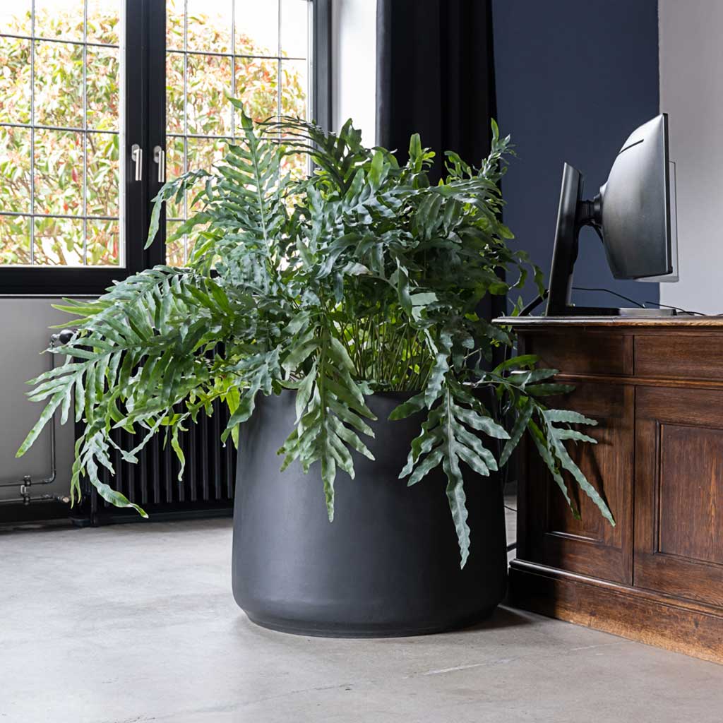 Patt Natural Planter - XL Plant Display