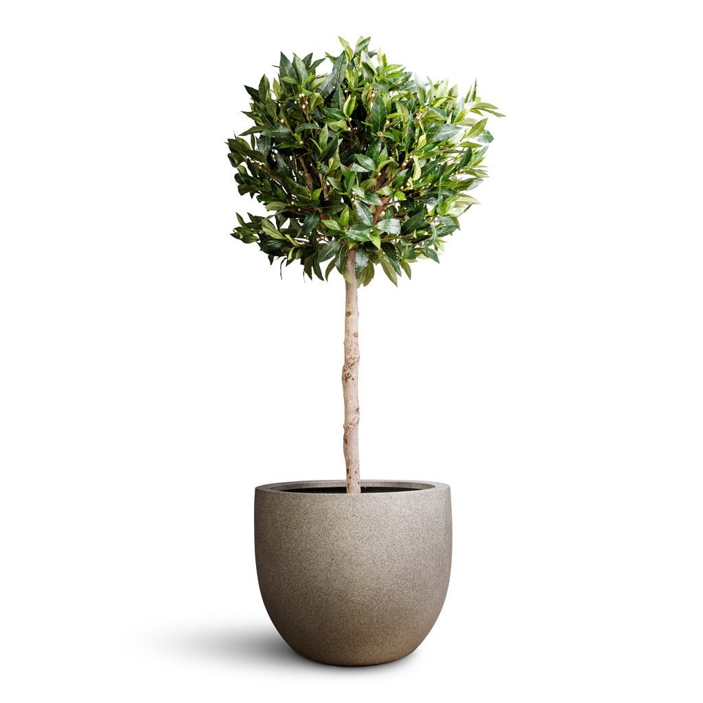 Grigio New Egg Pot - Large Plant Display