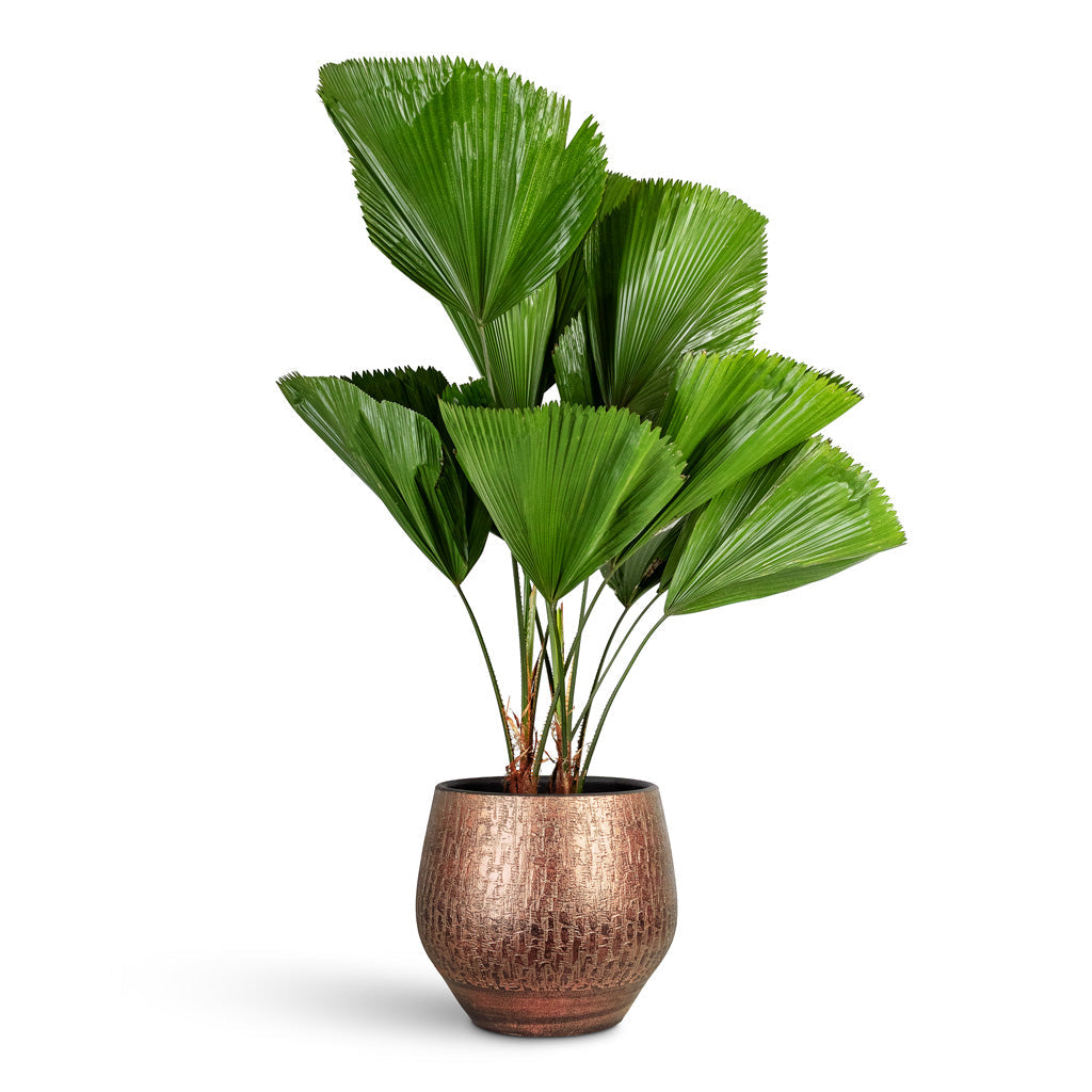 Rafael Plant Pot - Copper