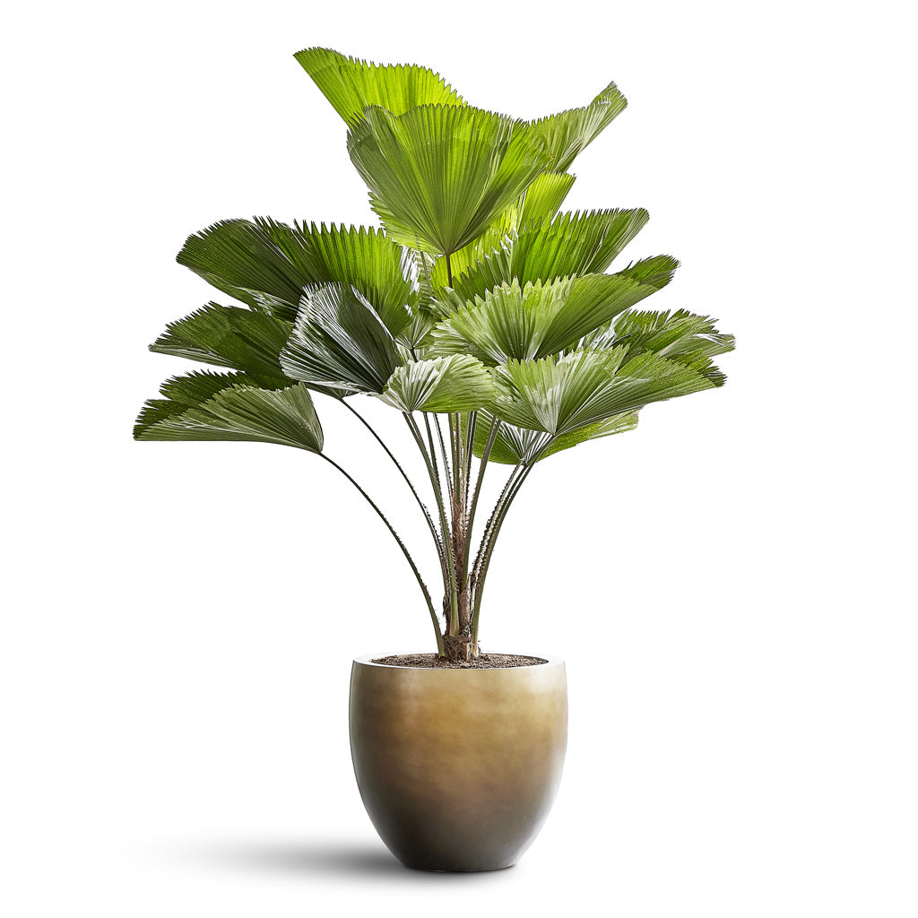 Gradient Balloon Planter - Large Plant Display