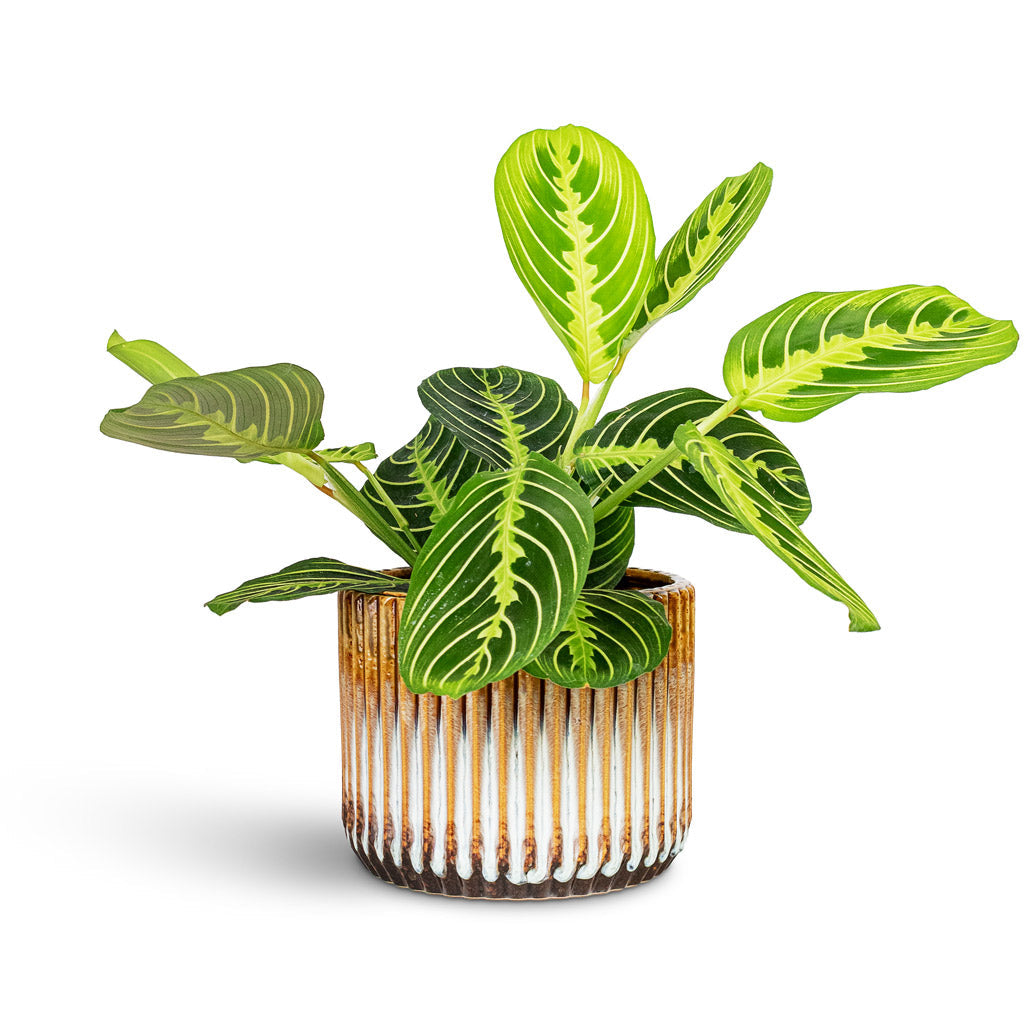 Willow Ribbed Plant Pot - Chocolate