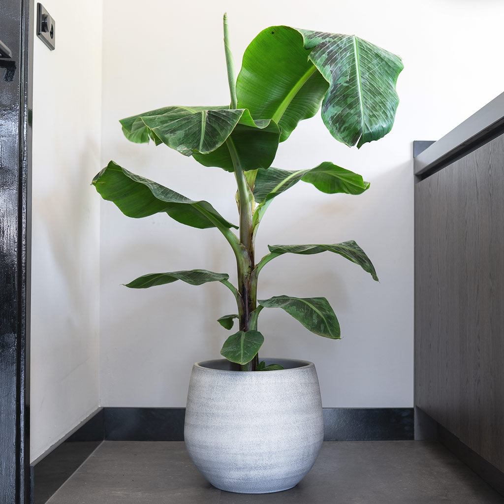 Esra Plant Pot - Concrete