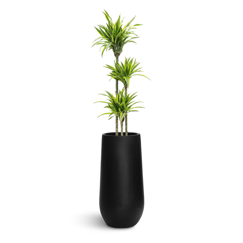 Nax Natural Tall Planter - XL Plant Display