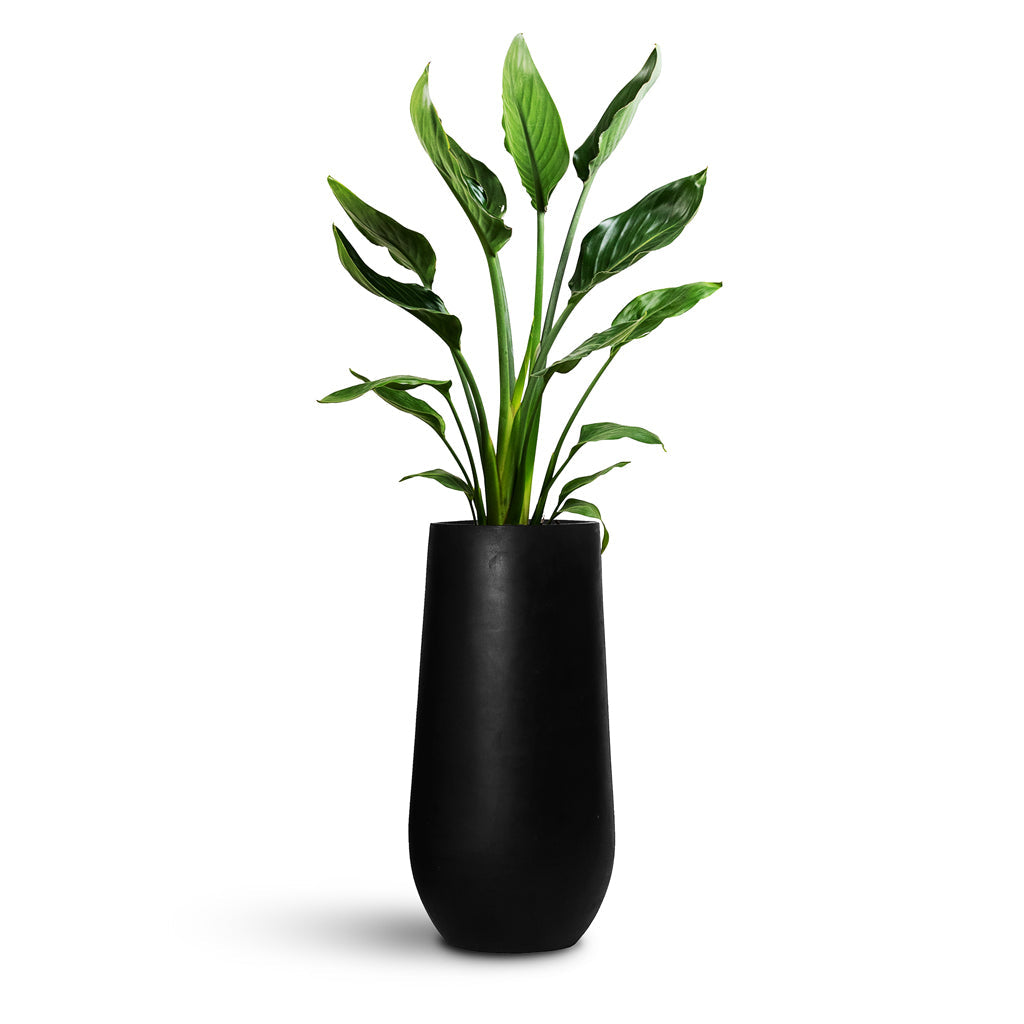 Nax Natural Tall Planter - XL Plant Display