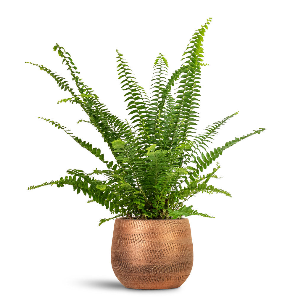 Joey Plant Pot - Shiny Copper