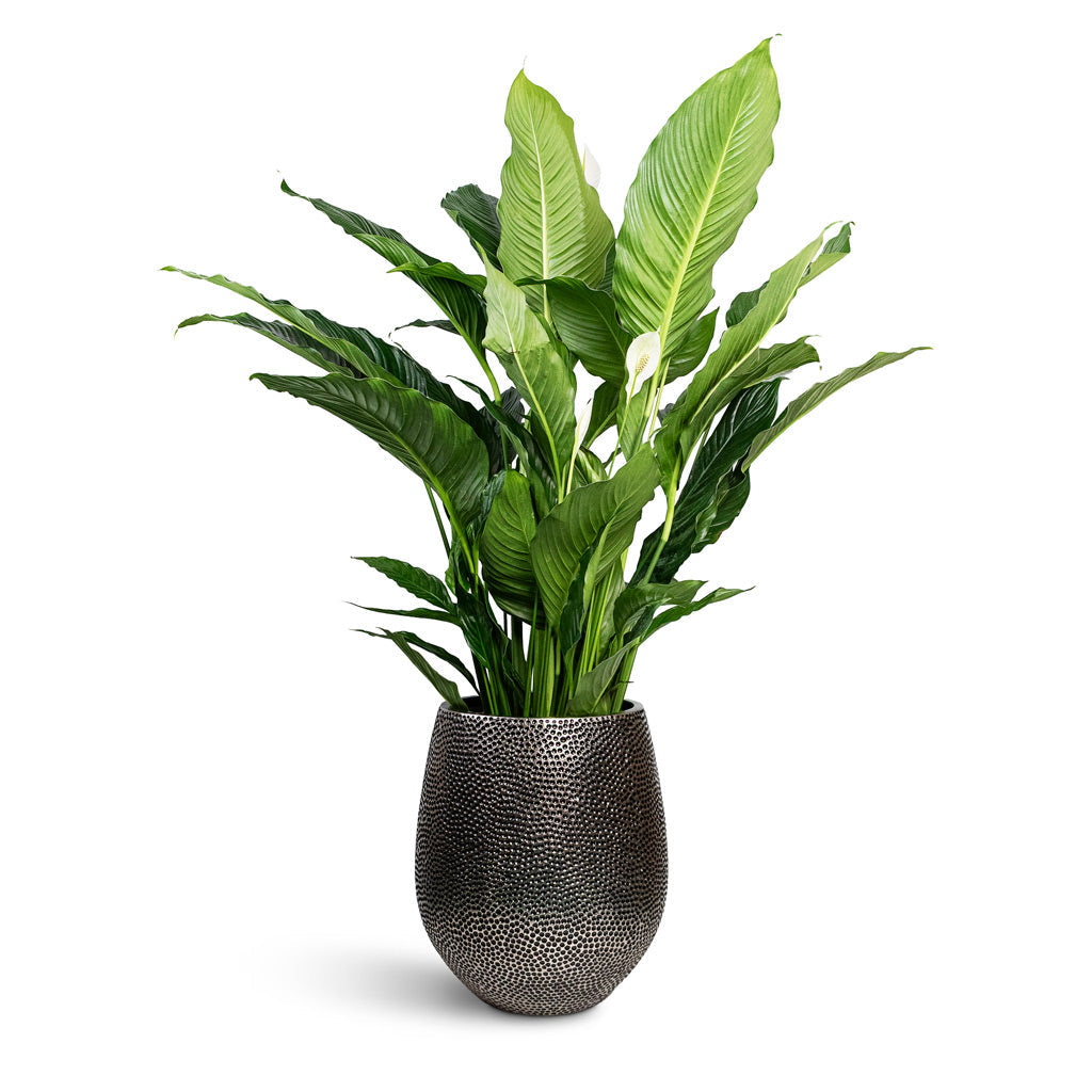 Opus Hit Darcy Planter - Large Plant Display