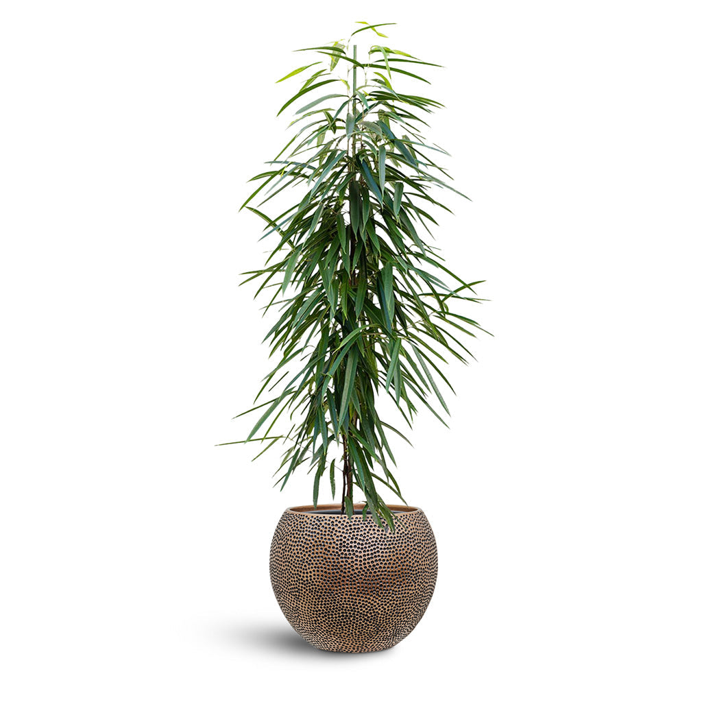 Opus Hit Globe Planter - XL Plant Display