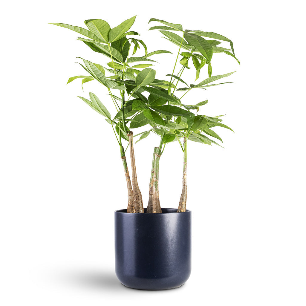 Lisbon Plant Pot - French Navy
