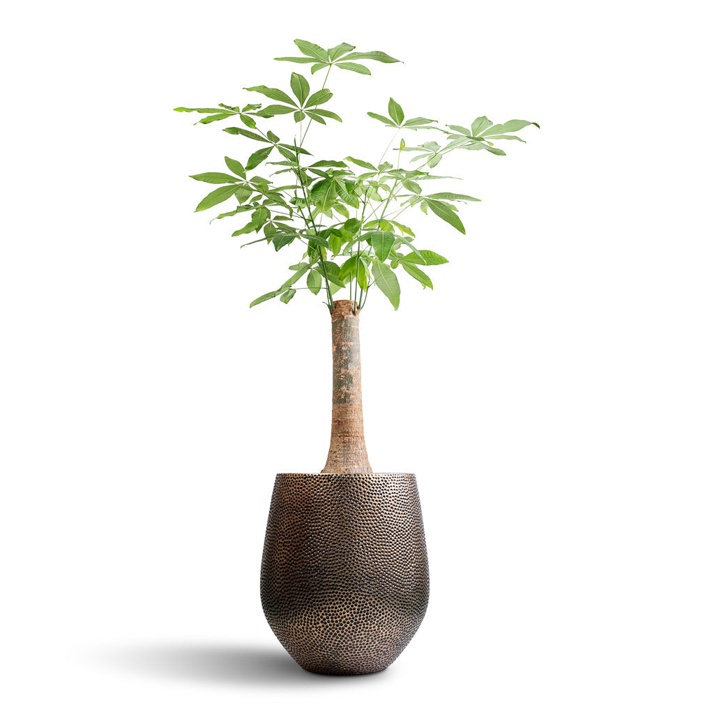 Opus Hit Darcy Planter - Large Plant Display