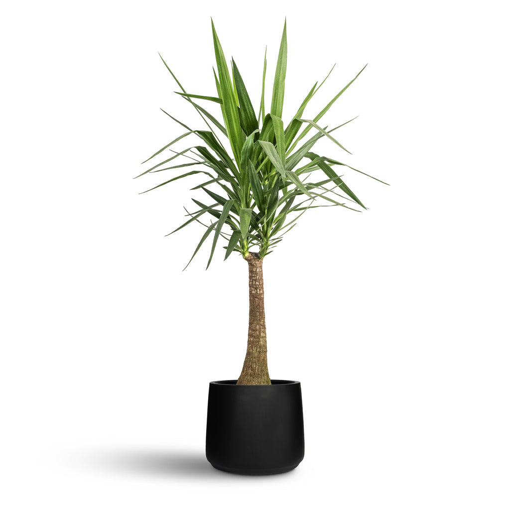 Patt Natural Planter - XL Plant Display