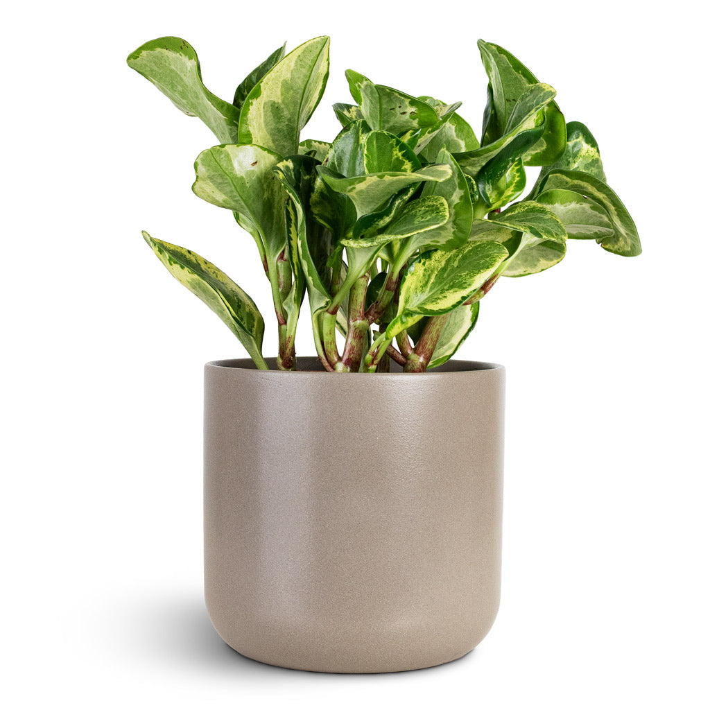 Lisbon Plant Pot - Greige
