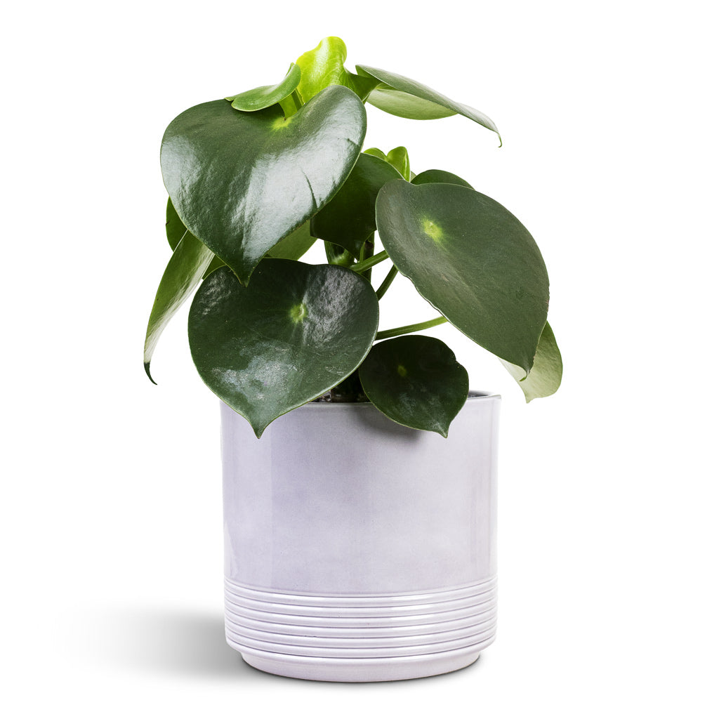Munich Plant Pot - Grey Gloss