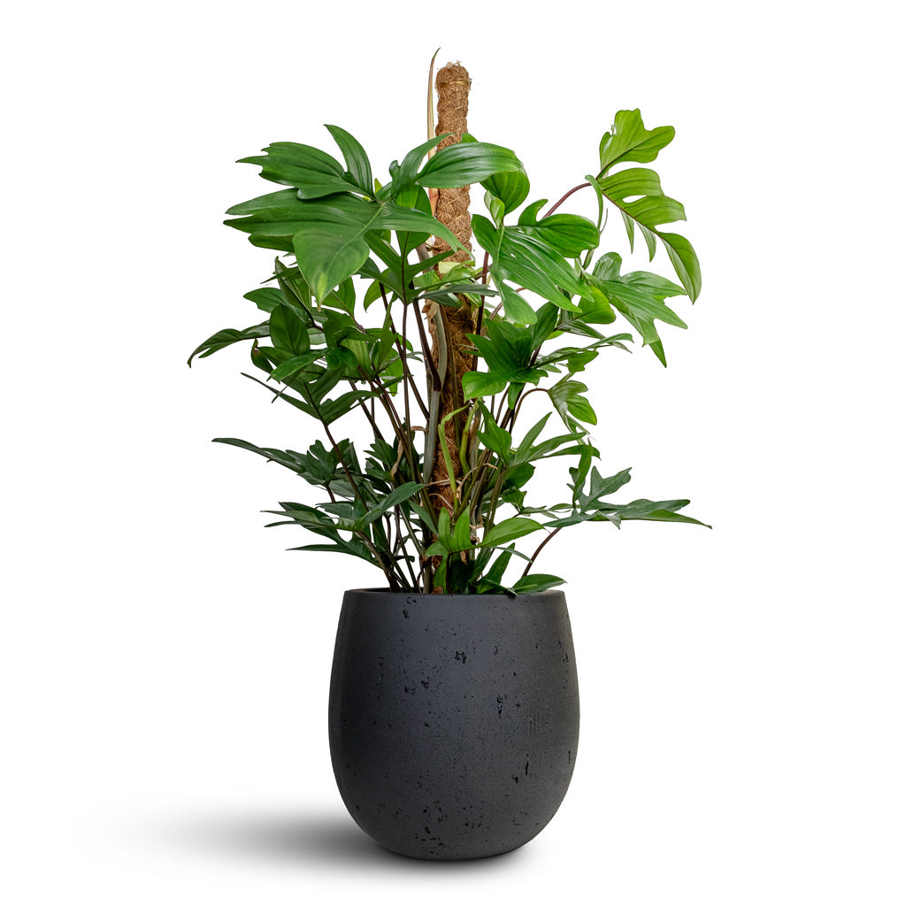 Grigio Balloon - Large Plant Display