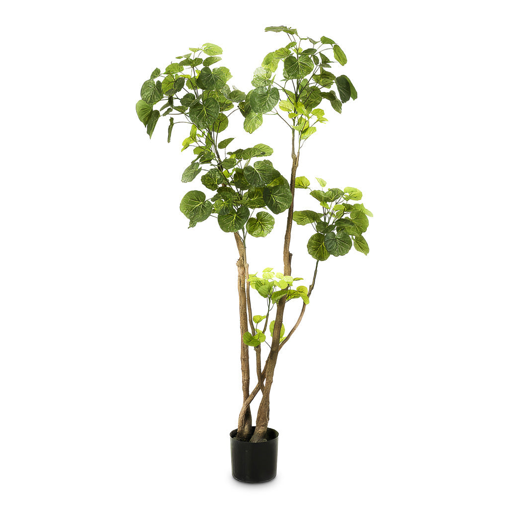 Polyscias Roble Tree - Potted - Artificial