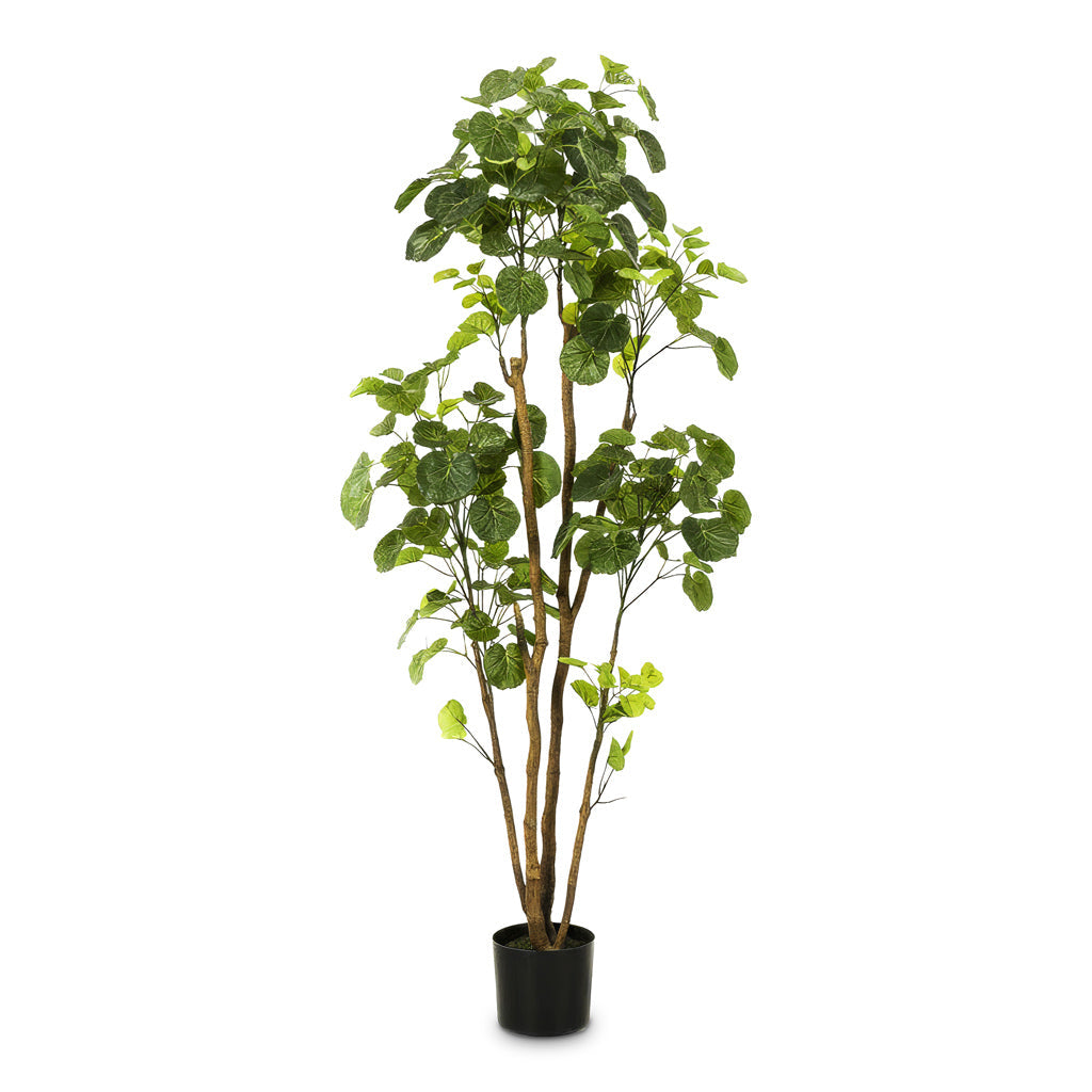 Polyscias Roble Tree - Potted - Artificial