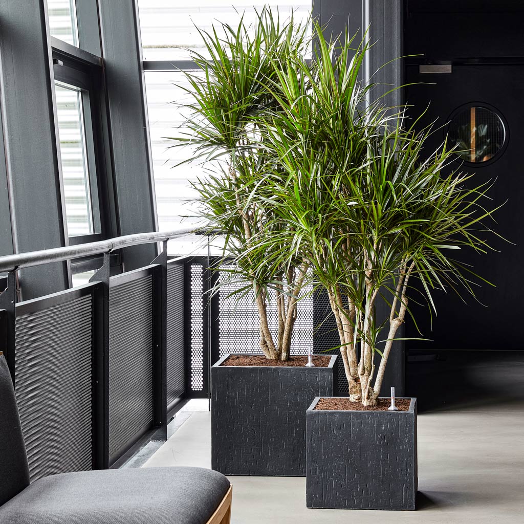 Raindrop Cube Planter - XL Plant Display