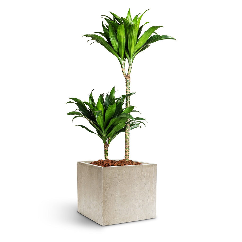 Raindrop Cube Planter - XL Plant Display