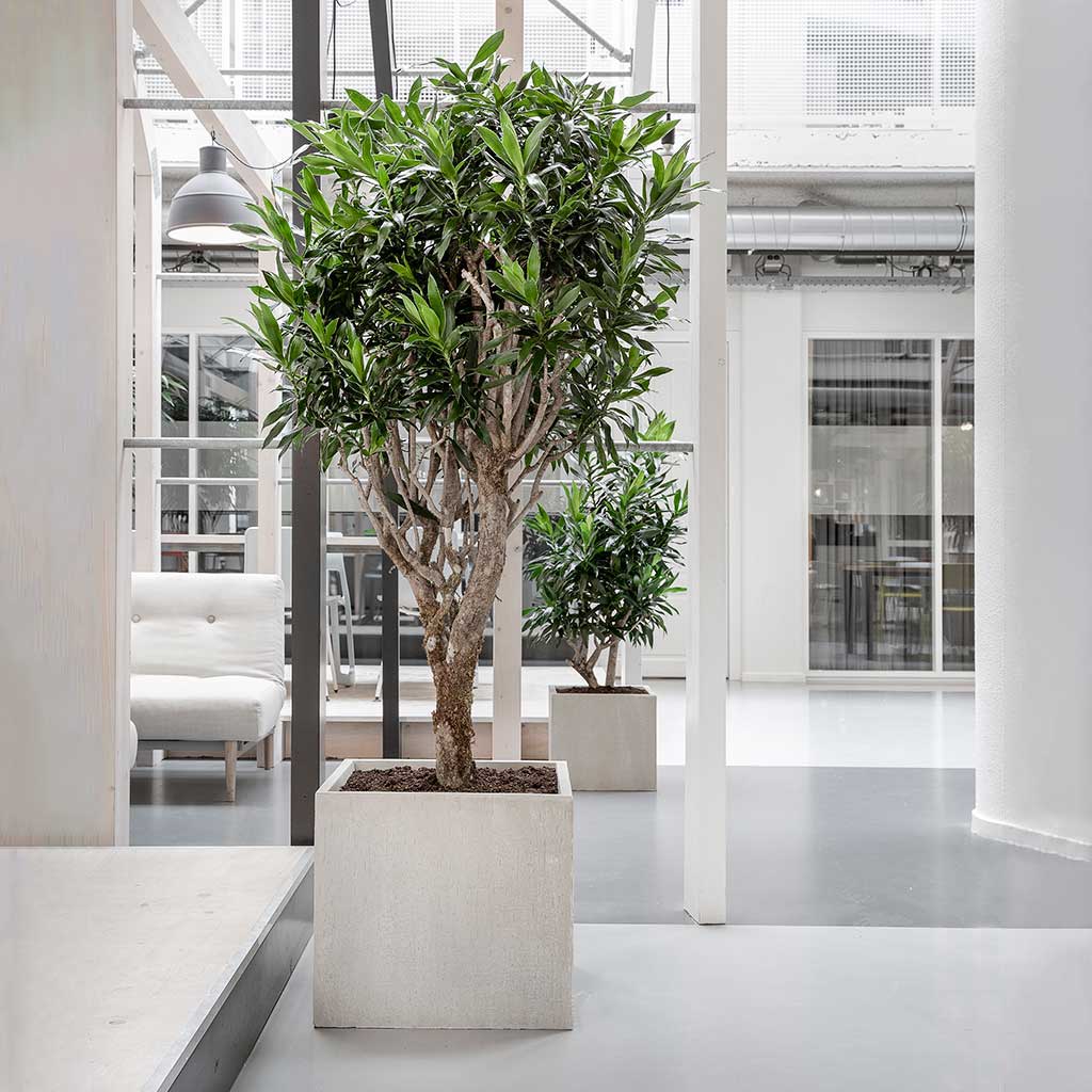Raindrop Cube Planter - XL Plant Display