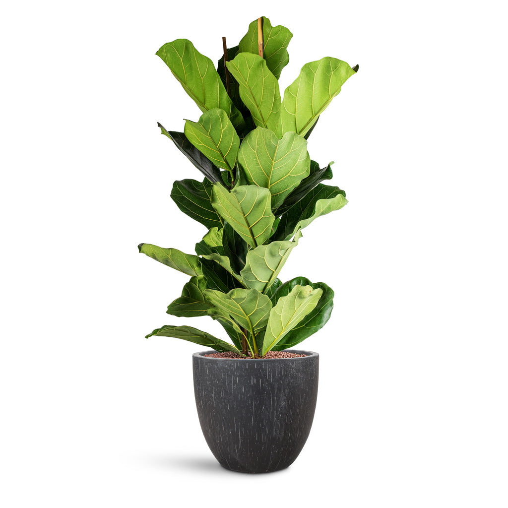 Raindrop Egg Planter - Large Plant Display