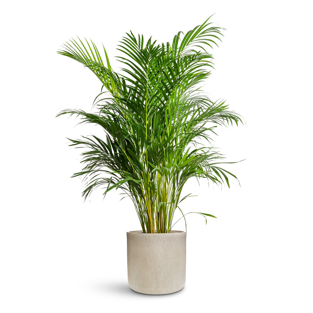 Raindrop Round Planter - XL Plant Display