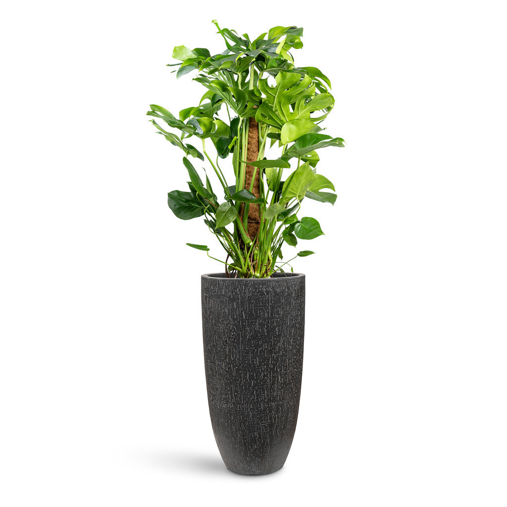 Raindrop Tall Partner Planter - XL Plant Display