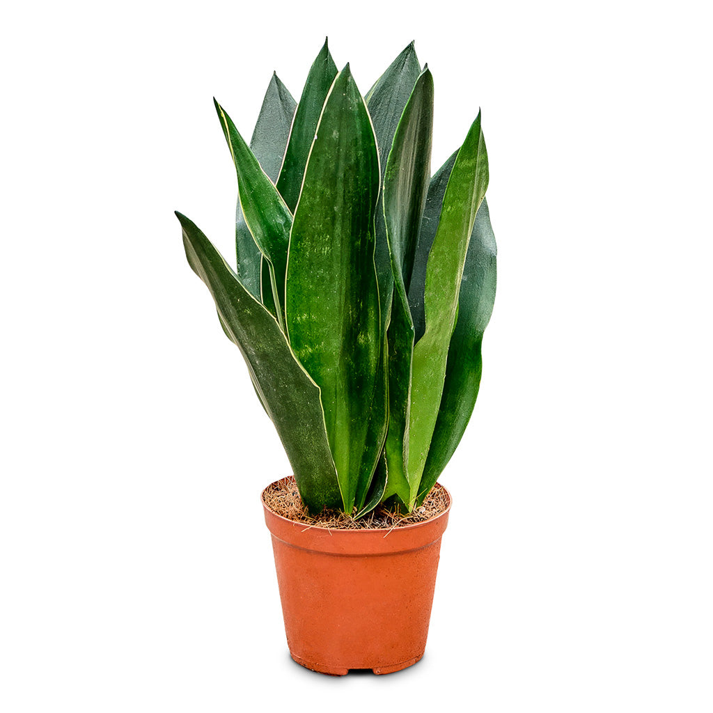 Sansevieria trifasciata Black Diamond - Snake Plant