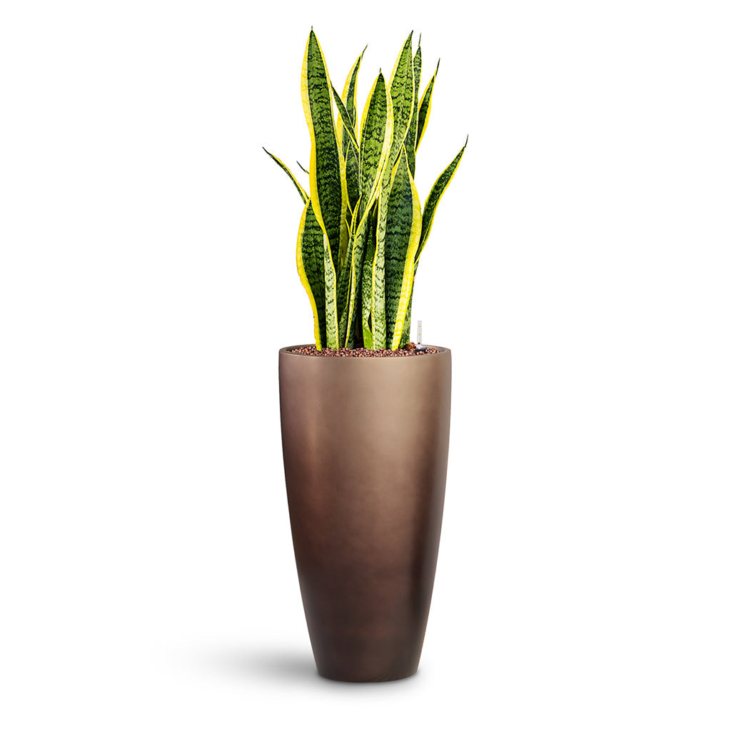 Gradient Partner Planter - XL Plant Display
