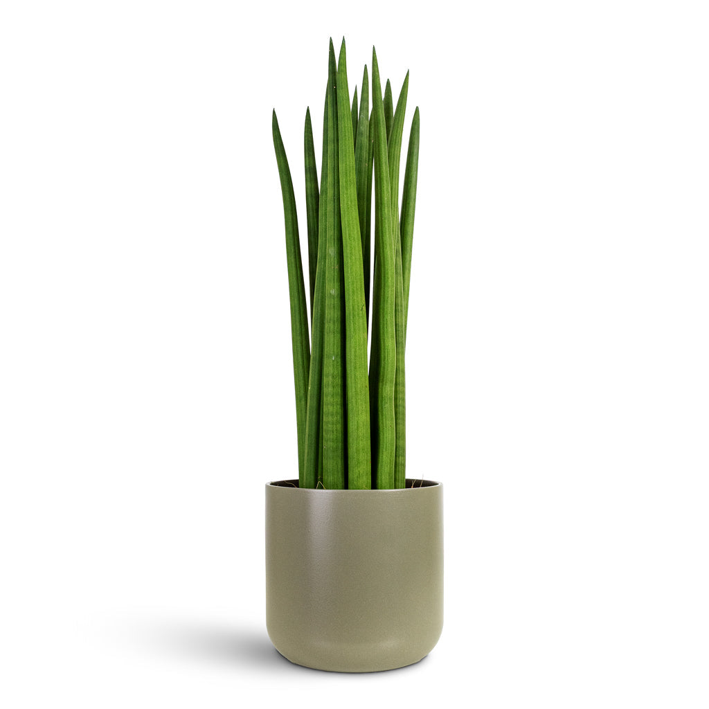 Lisbon Plant Pot - Greige